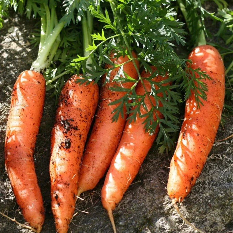 Scarlet Nantes Carrot Seeds - 500+ Count, French Parisian Red, Daucus carota, Sweet Crunchy Root Vegetable Seed Packet