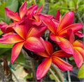 Orange Red Plumeria Seeds - Tropical Hawaiian Flower Seeds for Garden, Landscaping, Fragrant, Plumeria rubra, 5 Seeds