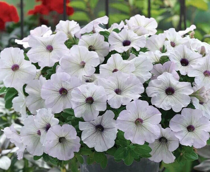 Petunia Seeds - 10 Pelleted - Trilogy Silver Blotch F1 - Petunia x hybrida Garden Flower Seeds