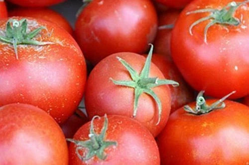 Tomato Seeds - 5000 Count - Bonny Best Scarlet - Solanum lycopersicum - Canning, Fresh Slicing, High Yield