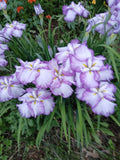 Japanese Iris Tiramisu Plant - Well-Rooted Perennial in 1-Gallon Pot - Iris ensata, Vibrant Cream and Lavender Blooms