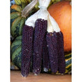 Blue Kernel Popcorn Seeds - 50 Non-GMO Zea mays Everta for Home Garden & DIY Popcorn Production