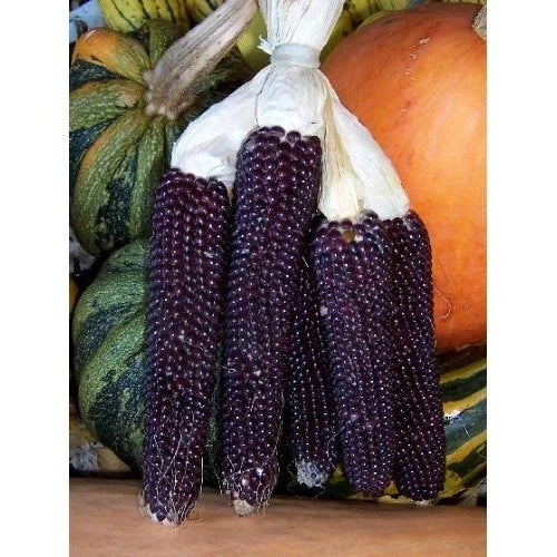 Blue Kernel Popcorn Seeds - 50 Non-GMO Zea mays Everta for Home Garden & DIY Popcorn Production