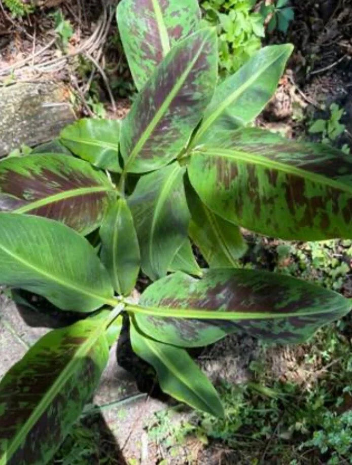 Variegated Banana Live Plant Root - Musa acuminata Variegata - Ready to Plant