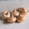 Gold Coin Onion Seeds - 250 Non-GMO Allium cepa Specialty Onion Seeds for Garden, Culinary, and Harvest