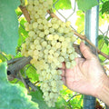 Thompson Seedless Grape Bare Root Plant, Green Seedless Table Grape, Vitis vinifera, Fruit Vine for Home Garden
