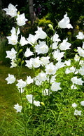 White Bellflower Perennials Plants - 5 Pack Campanula persicifolia Hardy Flowers for Gardens