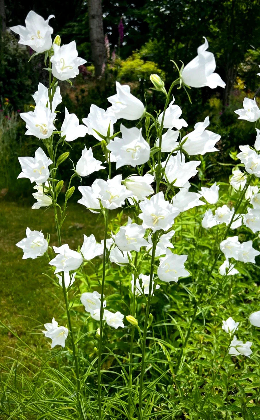 White Bellflower Perennials Plants - 5 Pack Campanula persicifolia Hardy Flowers for Gardens