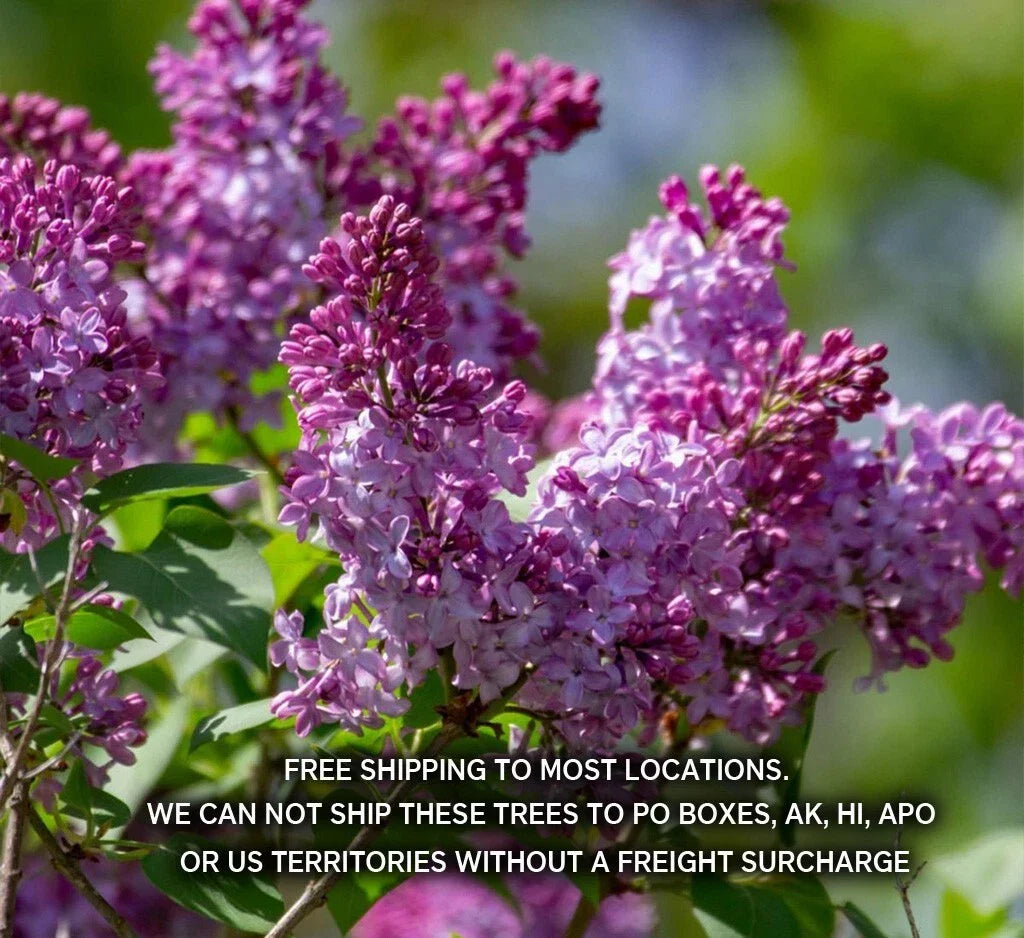Old Fashion Lilac Bush Potted Plant - Fragrant Syringa vulgaris 9-14 Inches