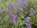 Money Plant Seeds - 60 Pack Lunaria annua Silver Dollar, Easy to Grow, Unique Greenery for Garden & Home
