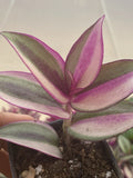 Tradescantia Quadricolor Rooted Cuttings - Colorful Variegated Foliage Houseplants, 2 Live Plants, Indoor Garden, Shipping from PA
