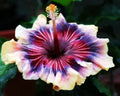 Madagascar Hibiscus Starter Plant 3-5 Inches Hibiscus moscheutos Mallow Live Plant for Garden, Landscape, or Container