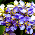 Lignum Vitae Tree Seeds - Guaiacum officinale - Exotic Hardwood, Rare, Ornamental, Drought-Tolerant, 20 Seeds