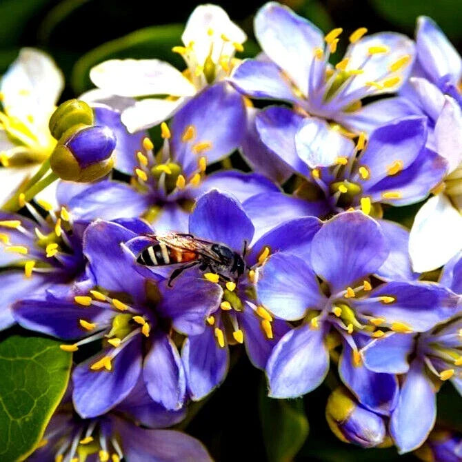 Lignum Vitae Tree Seeds - Guaiacum officinale - Exotic Hardwood, Rare, Ornamental, Drought-Tolerant, 20 Seeds
