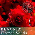 Berry Flame Begonia Seeds - Non-GMO Flower Seeds, Vibrant Multi-Color Blooms, 45 or 125 Pack, Begonia x tuberhybrida