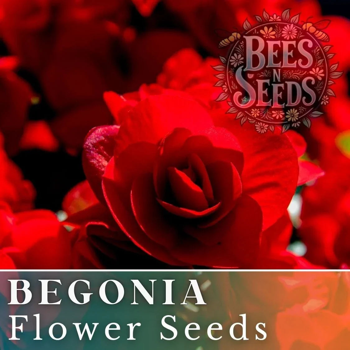 Berry Flame Begonia Seeds - Non-GMO Flower Seeds, Vibrant Multi-Color Blooms, 45 or 125 Pack, Begonia x tuberhybrida