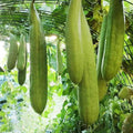 Armenian Yard Long Cucumber Seeds – Non-GMO, Heirloom, Cucumis sativus, 50+ Seeds for Home Garden, Long, Crunchy Cucumbers