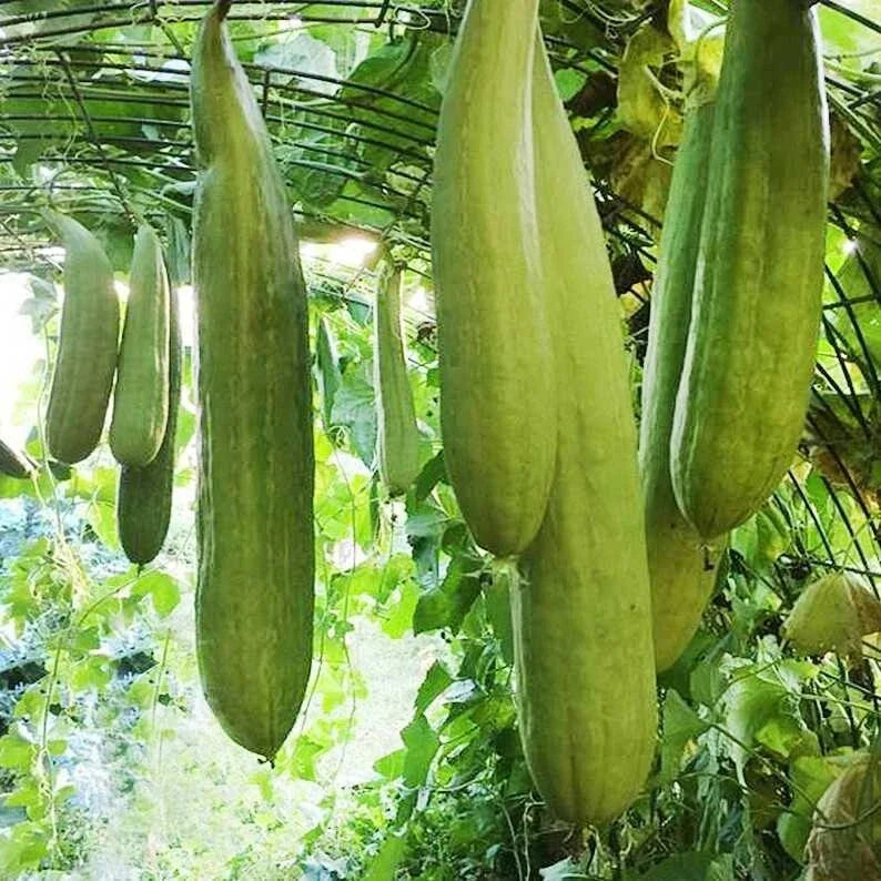 Armenian Yard Long Cucumber Seeds – Non-GMO, Heirloom, Cucumis sativus, 50+ Seeds for Home Garden, Long, Crunchy Cucumbers