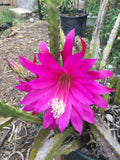 Epiphyllum Orchid Cactus Cuttings - Mixed Color Lily Voodoo Flowers - Succulent Propagation, Indoor/Outdoor, Epiphyllum spp.