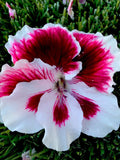 Geranium Starter Cuttings 3 Pack, White & Dark Maroon Centers, Perennial Pelargonium spp.