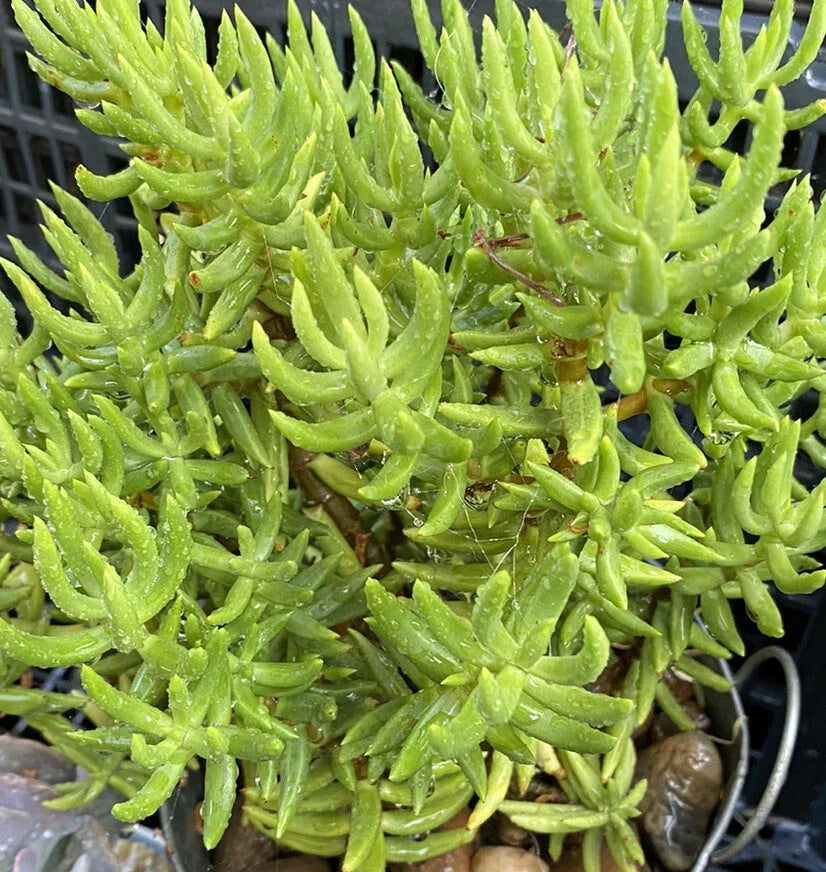 Crassula Tetragona Succulent Cuttings - 10 Miniature Pine Tree Plants for Indoor Garden, Cactus Gift