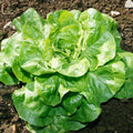 Bibb Lettuce Seeds | Heirloom Butterhead | Non-GMO | Lactuca sativa | Garden, Salad, Container Planting