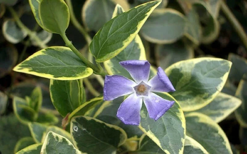 Variegated Vinca Minor Ground Cover Starter Plants – 6+ Perennials for Garden, Easy to Grow, Variegated Leaves