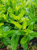 Longevity Spinach Cuttings - 4 Gynura Procumbens Plants for Easy Home Gardening