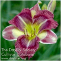 Purple Daylily Live Plant - Hemerocallis Hybrid for Garden Beds & Containers