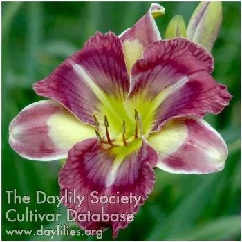 Purple Daylily Live Plant - Hemerocallis Hybrid for Garden Beds & Containers