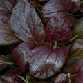 Gourmet Purple Hybrid Pak Choi Seeds - 300 Count, Brassica rapa Chinensis, Vibrant Purple Leaf, Edible Bok Choi for Home Garden