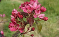 Barbara Crabapple Seeds – Malus 'Barbara' for Planting, Ornamental Tree, White to Pink Flowers, Fruit Attracts Wildlife, USA Grown