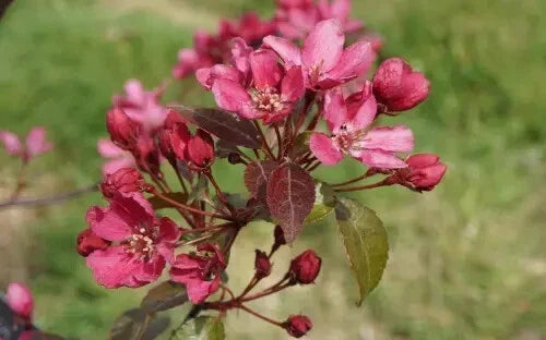 Barbara Crabapple Seeds – Malus 'Barbara' for Planting, Ornamental Tree, White to Pink Flowers, Fruit Attracts Wildlife, USA Grown