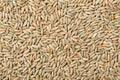 Rye Berries 4 Pounds - High Fiber, Iron Rich, Non-GMO, USA Grown, Secale cereale
