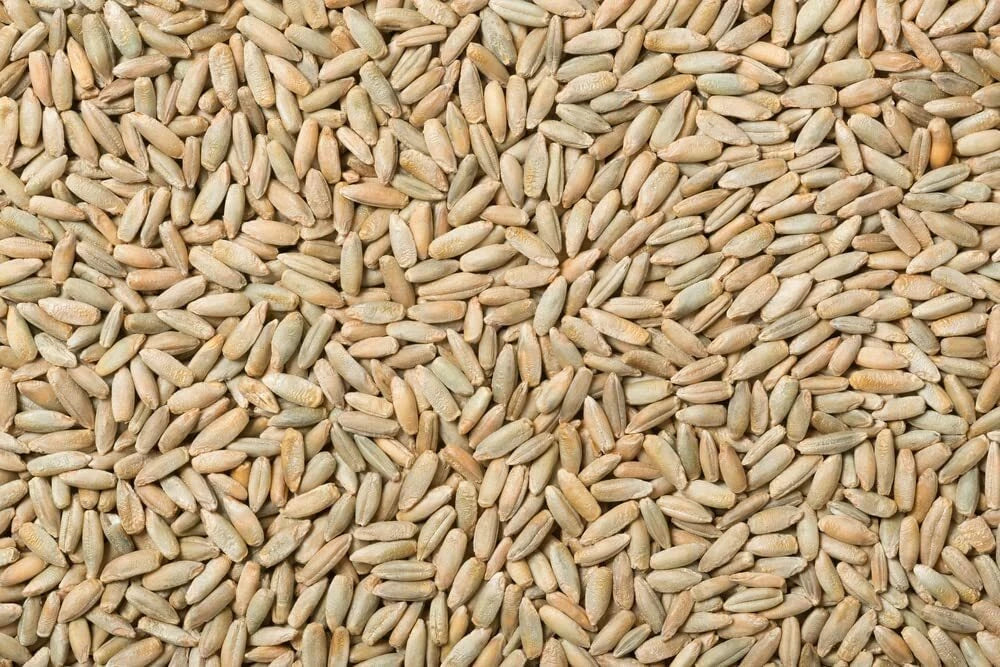 Rye Berries 4 Pounds - High Fiber, Iron Rich, Non-GMO, USA Grown, Secale cereale