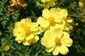 Sulphur Yellow Cosmos Seeds - 200+ Pack, Cosmos sulphureus, Annual Flowers for Garden Beds & Borders, Attracts Pollinators, Free Shipping