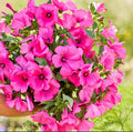Rose Mallow Seeds - Non-GMO Hot Pink Blooms for Pollinator Attracting Hibiscus moscheutos, 100 Seeds