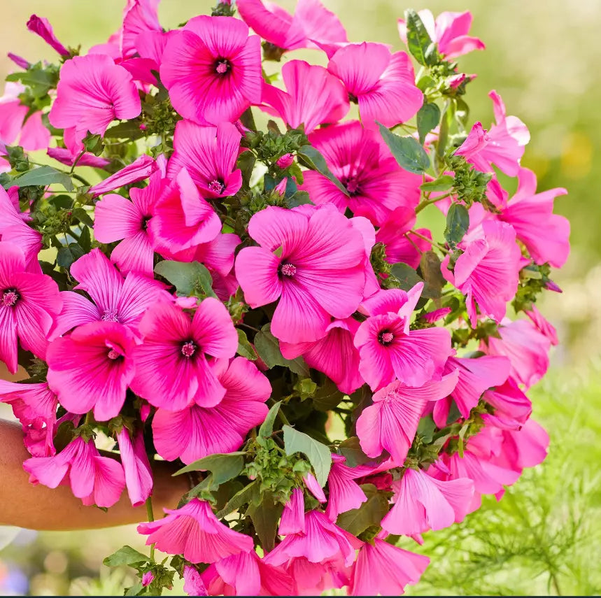 Rose Mallow Seeds - Non-GMO Hot Pink Blooms for Pollinator Attracting Hibiscus moscheutos, 100 Seeds