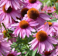 Echinacea Seeds - 100+ Purple Red Coneflower Perennial Wildflower for Bees - Echinacea purpurea Seed Packet