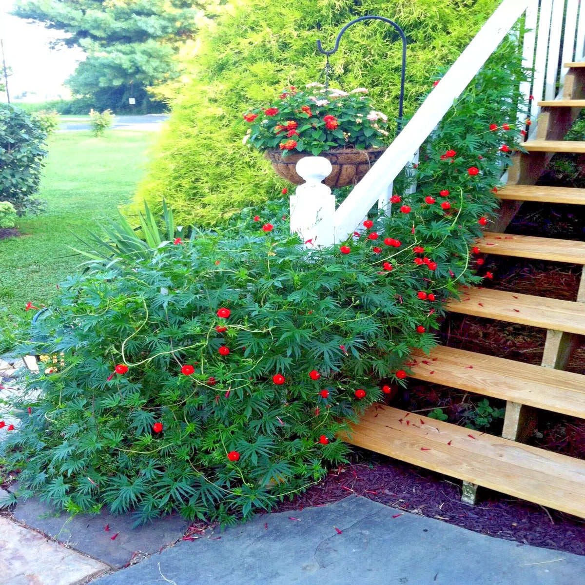 Star Glory Seeds - 20 Cardinal Creeper Vine Seeds for Attracting Butterflies & Hummingbirds, Ipomoea quamoclit