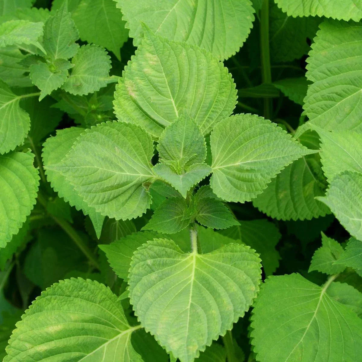 Green Shiso Seeds - Perilla frutescens, Non-GMO Herb Seeds for Culinary Use, Korean Basil, Aromatic Foliage, Container & Garden Plant