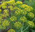 Mammoth Long Island Dill Seeds Pack of 1000+ | Anethum graveolens Herb for Pickling & Culinary Use