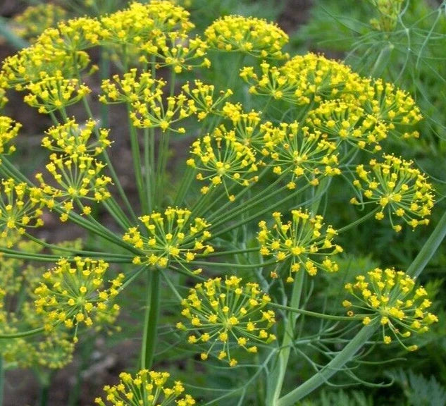 Mammoth Long Island Dill Seeds Pack of 1000+ | Anethum graveolens Herb for Pickling & Culinary Use