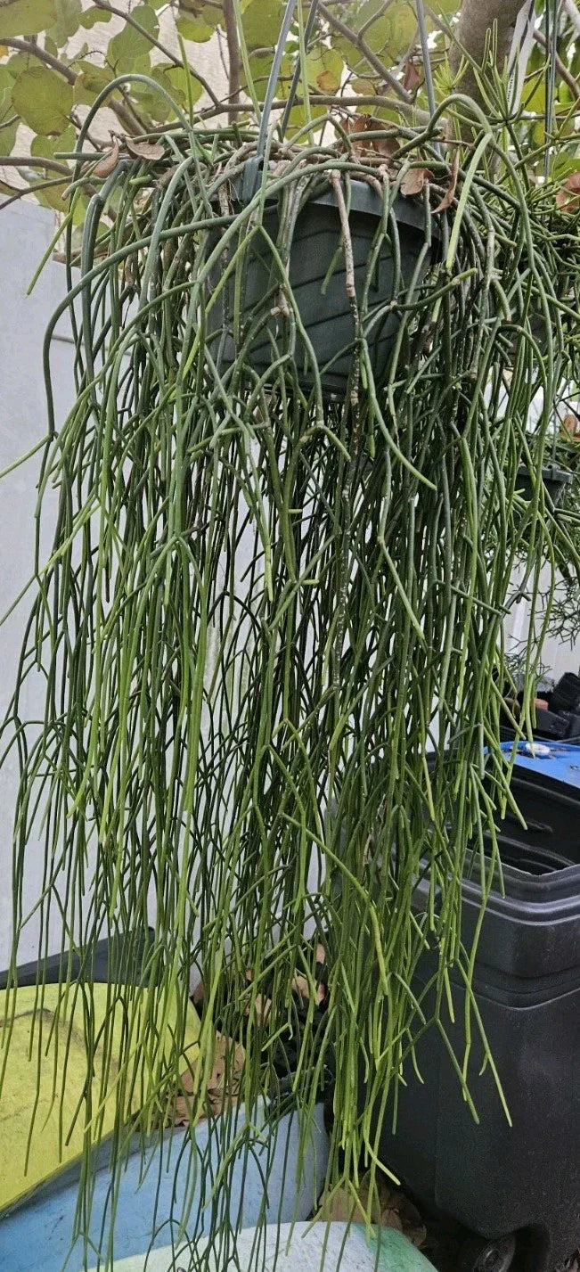 Rhipsalis Cuttings - 6 Epiphytic Cactus Cuttings with White Blooms - Rhipsalis baccifera ssp. baccifera