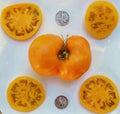 Brandywine Yellow Tomato Seeds - Heirloom Solanum lycopersicum, 25 Seeds for Organic Gardening, Heirloom, Full Sun, Indeterminate