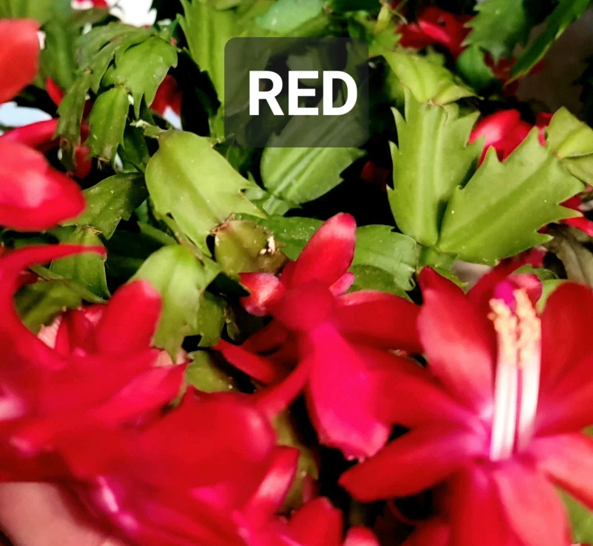 Thanksgiving Holiday Cactus Cuttings – Unrooted Schlumbergera Propagation Planting Material