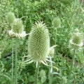Teasel Cuttings Dipsacus Sativus Dried Floral Arrangements Craft Supplies Natural Decor