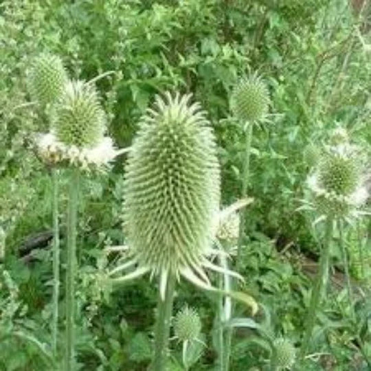 Teasel Cuttings Dipsacus Sativus Dried Floral Arrangements Craft Supplies Natural Decor