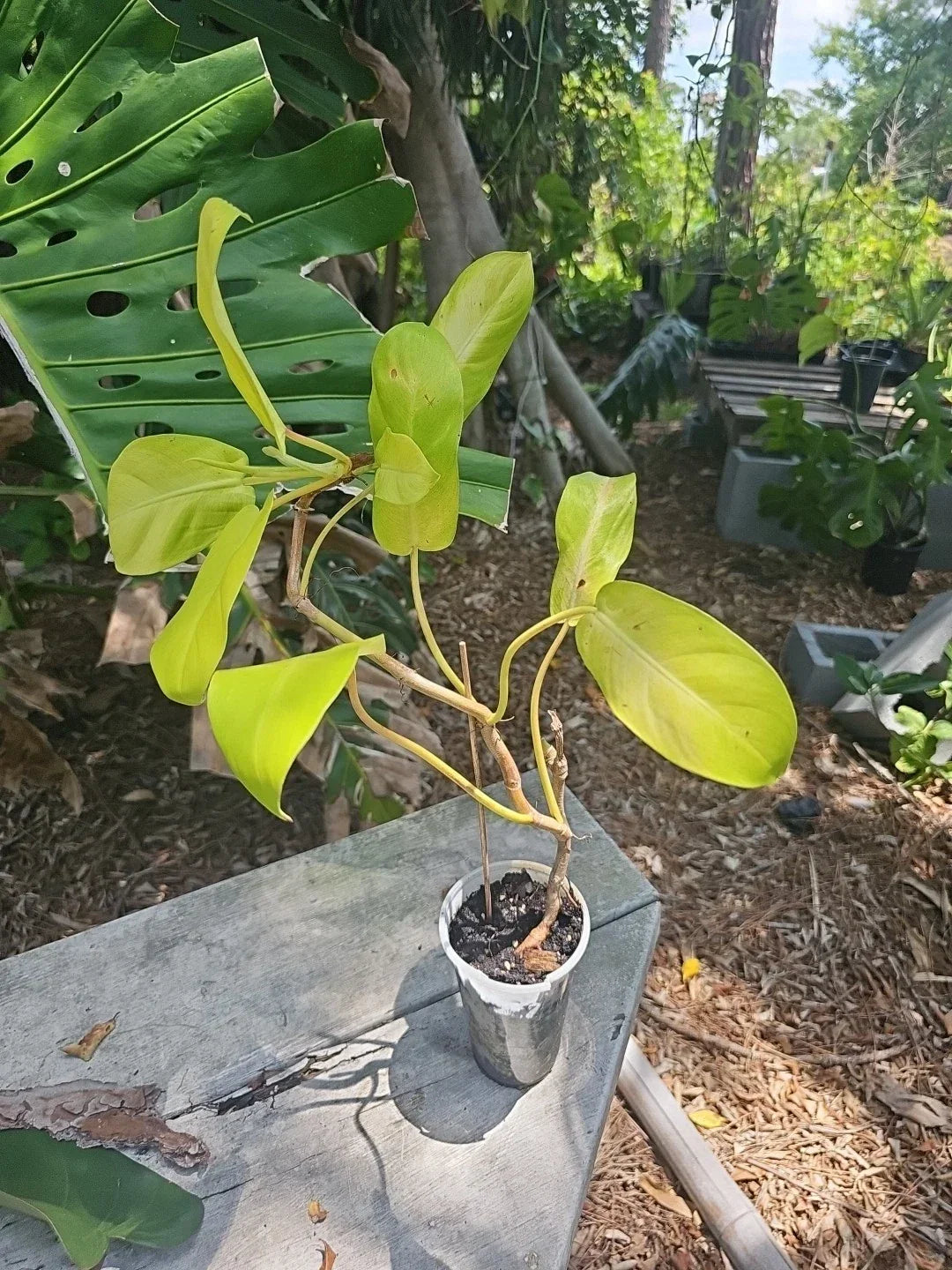Large Philodendron Thai Sunrise Plant in 3.5" Pot – Variegated Tropical Houseplant, Philodendron 'Thai Sunrise'