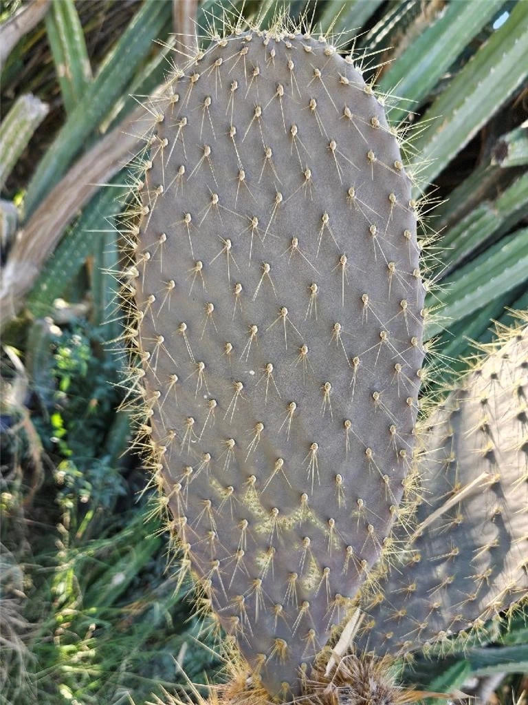 Galapagos Opuntia Echios var. Gigantea Large Pad Cutting - Rare Cactus, Succulent Plant, Drought Tolerant, 16 Inch
